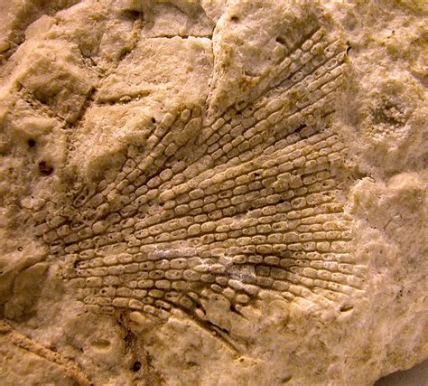 4420 Grand Canyon Fossil Bryozoan In Redwall Limestone Flickr