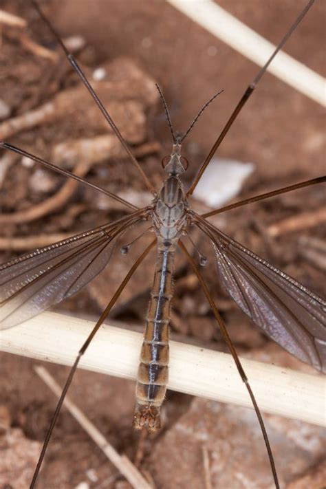 Tipula Lunatipula Pseudocinerascens Strobl