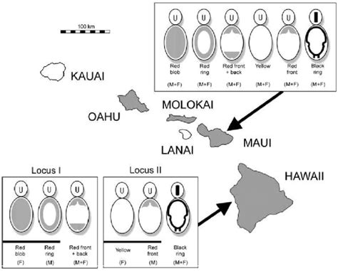 Distribution Of The Hawaiian Happy Face Spider Theridion Grallator