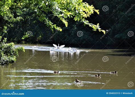 Estanque En El Parque Con Patos Y Gansos Blancos Imagen De Archivo