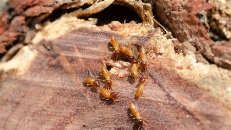 How To Get Rid Of Termites Naturally To Protect Your Home Homes