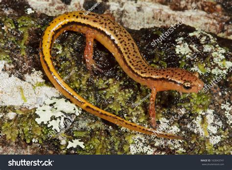 Southern Two Lined Salamander Eurycea Cirrigera Stock Photo 163043741