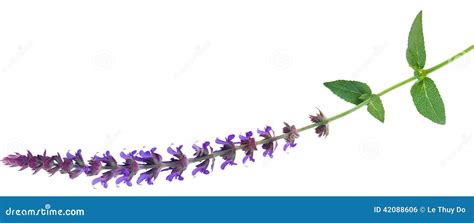 Perennial Salvia Flower Stock Photo Image Of Isolated 42088606