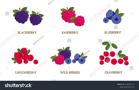 A Set Of Isolated Vector Berries Cranberries Blueberries Raspberries