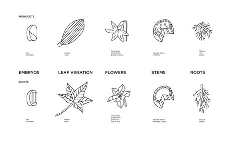 Diagram Flowers Monocot Dicot Diagram Mydiagram Online