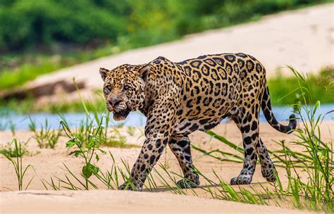 Especies Amenazadas Y En Peligro De Extinci N En M Xico