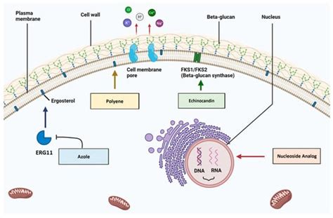 Cells Free Full Text Molecular Mechanisms Associated With