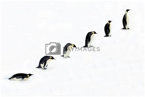 Royalty Free Image | Evolution of emperor Penguin by Freezingpictures