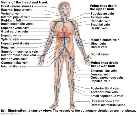 Lab List Exercise 21 Blood Vessels Diagram Quizlet