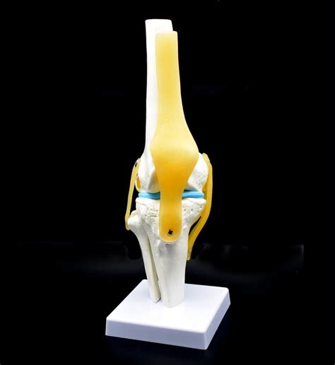 Buy Human Knee Joint Model With Ligaments Flexible Anatomically