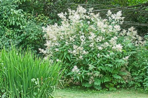 How To Grow And Care For Giant Fleece Flowers Persicaria Polymorpha