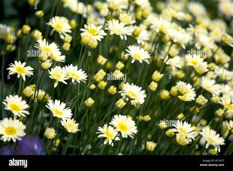 Anthemis Tinctoria E C Buxton Stock Photo Alamy