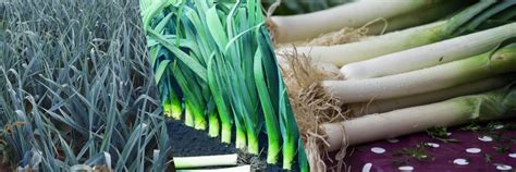 What Are The Differences Between Leeks And Spring Onion