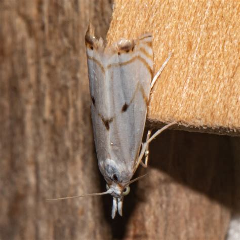 About Gold Stripe Grass Veneer Moth Maryland Biodiversity Project