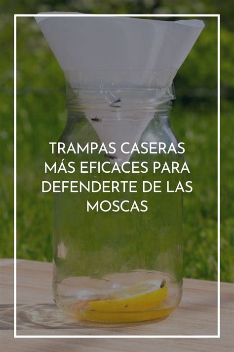 Trampas Caseras M S Eficaces Para Defenderte De Las Moscas