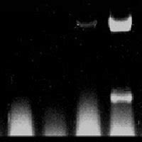 Histochemical Analysis Of GUS Gene Expression In Transgenic Avocado