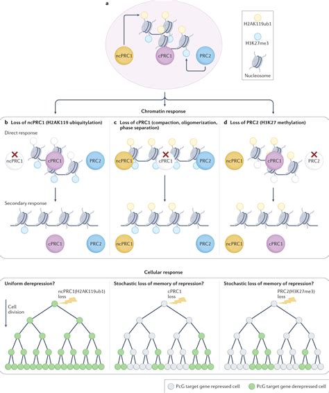 Nature Reviews Genetics On Twitter Polycomb Group Pcg Proteins Are