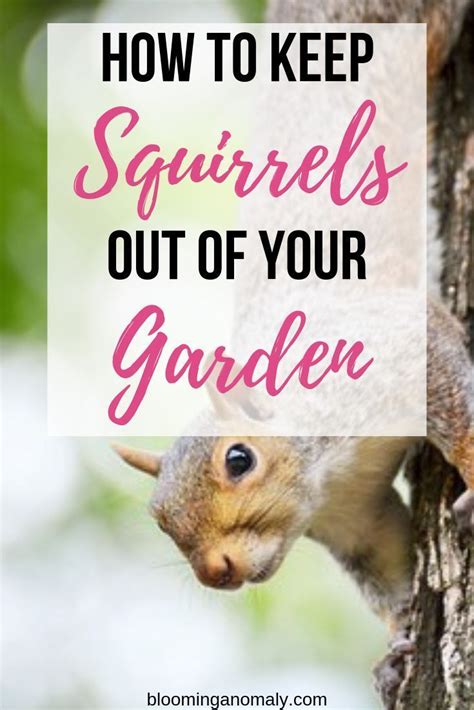 Are You Tired Of Squirrels Ruining Flower Beds In Your Yards How To