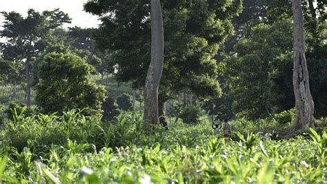 Landscape restoration of indigenous forest in Ghana - DOB Ecology