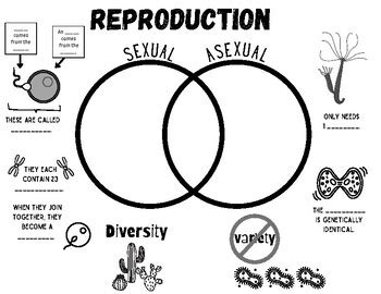 Sexual And Asexual Reproduction Venn Diagram Teaching Resources TPT