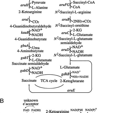 Arginine Catabolic Pathways In P Aeruginosa Pao1 A Relevant Download Scientific Diagram