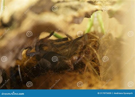 Mexican Red Knee Tarantula Juvenile Spider Molting Stock Photo - Image ...