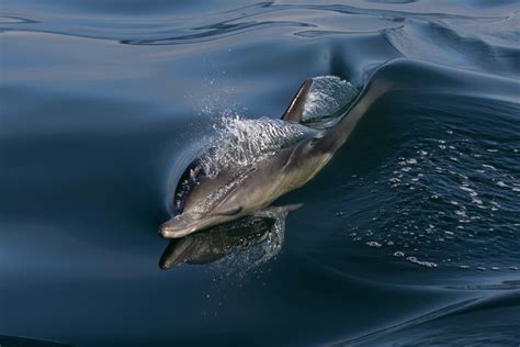 Dauphins Le Gouvernement Envisage Des D Rogations Aux Fermetures De