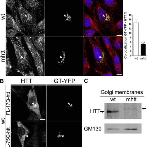 Mhtt Cells Showed Reduced Protein Levels And Localization Of Mhtt In