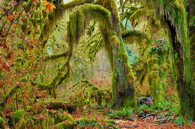 Hall of Mosses | Olympic NP, WA | Art in Nature Photography