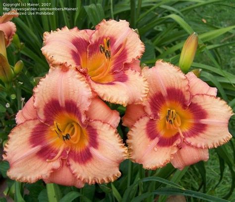 Plantfiles Pictures Daylily Strawberry Candy Hemerocallis By Rootsie