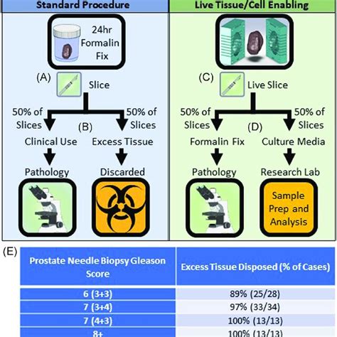 Cd Display The Variability In Whole Tissue Viability And Cellular