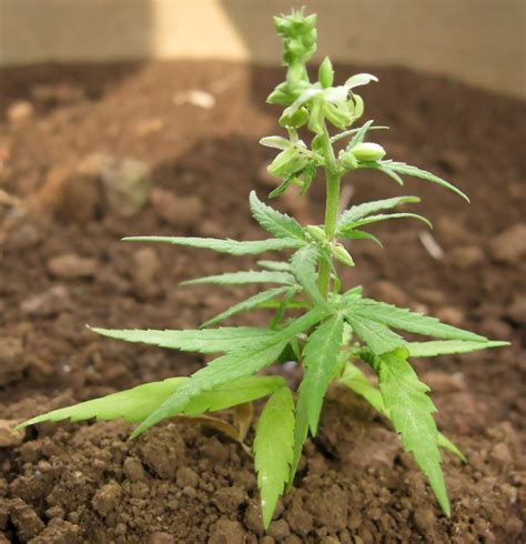 Filecannabis Sativa Eden Wikimedia Commons