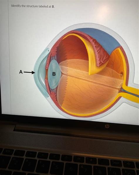 Solved Identify The Structure Labeled At B Chegg