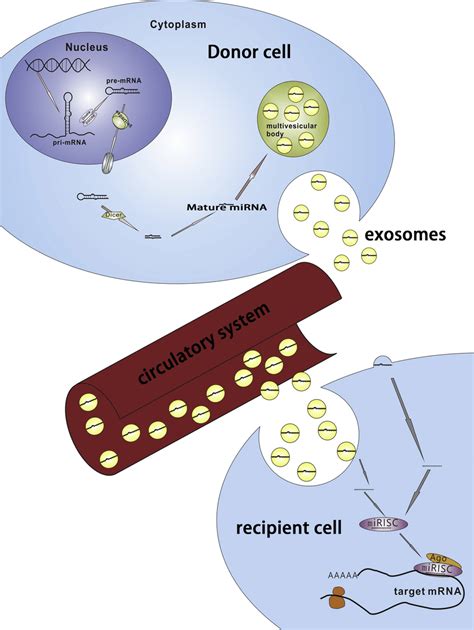 Serum Exosomal MiRNAs Involve In Intercellular Communication In Donor