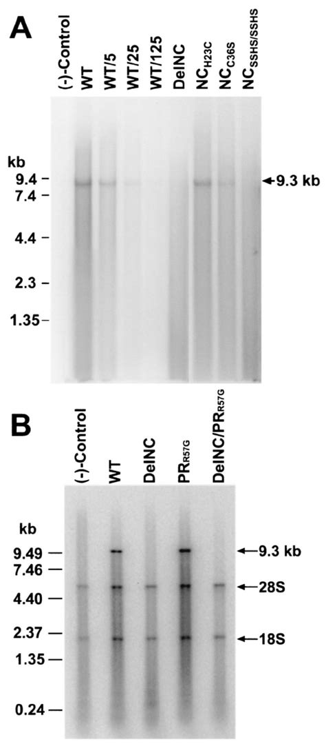 Analysis Of Particles For Intact Genomic Rna A Northern Blot