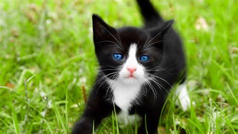 Tuxedo Kittens Wallpapers Wallpaper Cave