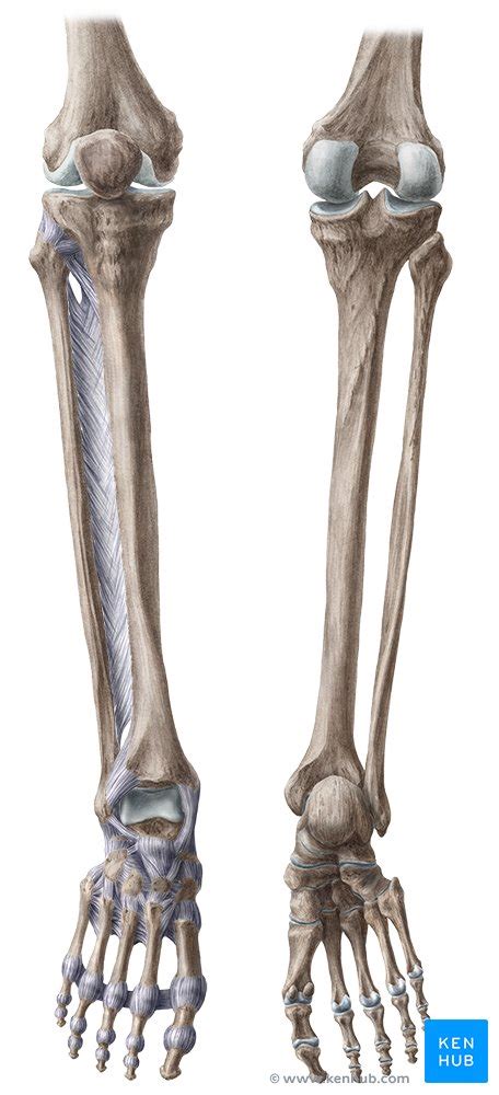 Tibia Anatomy And Clinical Notes Kenhub