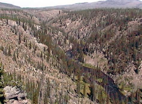 Fly Fishing the Lewis River - Fly Fishing Yellowstone National Park