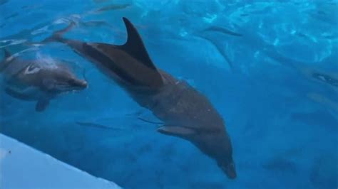 This iconic Florida aquarium is being evicted after animal welfare ...