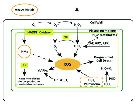 Graphical Representation Of Reactive Oxygen Species ROS In Heavy