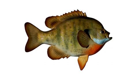 Break Out The Bitty Baits For Big Bull Bluegills Game Fish Clip