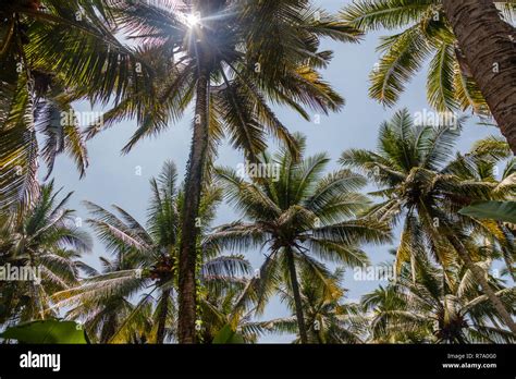 Growing Coconut Palms Tropical Mood Bali Indonesia Stock Photo Alamy