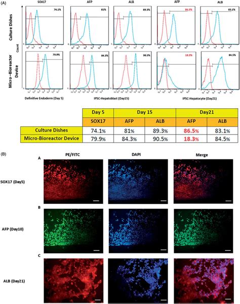 Expression Of Hepatic Specific Differentiation Proteins In Ipscs Heps