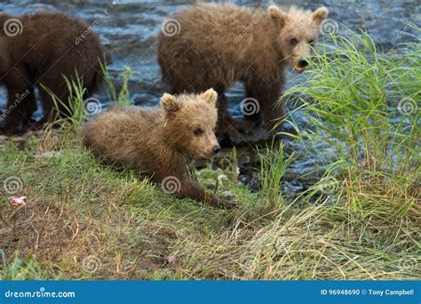 Cute Brown Bear Cubs Stock Photo Image Of Shore Alaskan 96948690