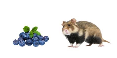 Yes Hamsters Can Eat Blueberries In Fact Feeding Blueberries To Your