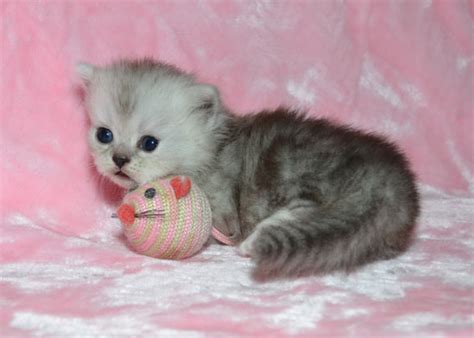 Napoleon Kittens For Sale Persian Napoleon Kittens Available Cattery