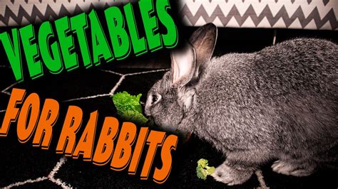 These Are The BEST Safe Vegetables For Rabbits Safe Fruits For Rabbits