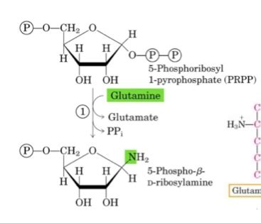 Step Biochemistry Flashcards Quizlet