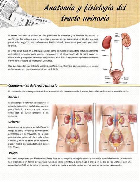 Anatomía Y Fisiología Del Tracto Urinario Florencia Guillermina Garcia Mercado Udocz