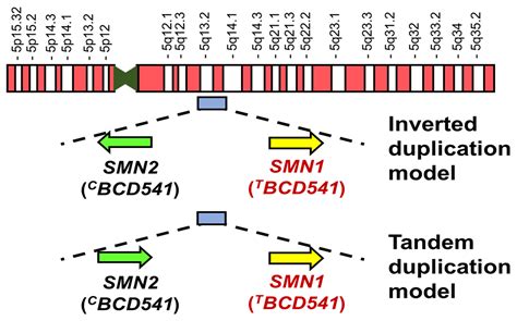 Ijms Free Full Text Spinal Muscular Atrophy The Past Present And